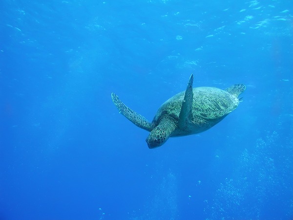 英検アカデミー 怪しいは嘘情報！