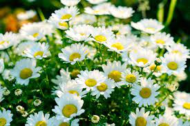 株式会社MCハウスネット