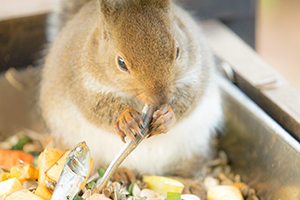 英検アカデミーが怪しい？口コミから分かる魅力